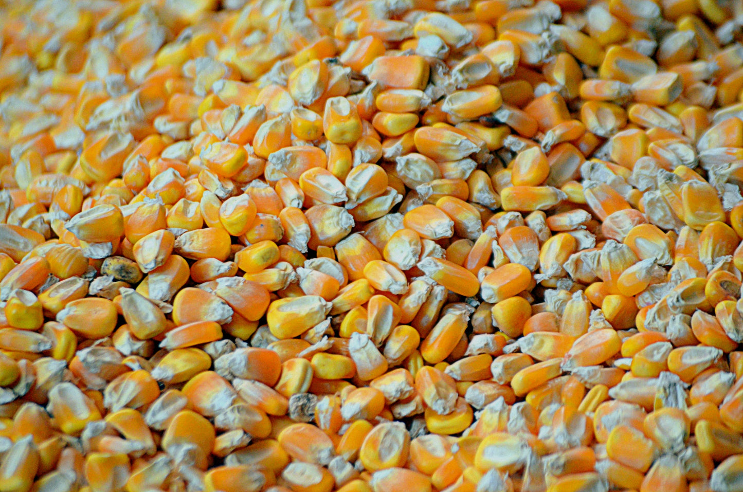1 Year Supply: 750 pounds of assorted dried grains (25 buckets), 22 pounds of table salt, 1 bucket/pail opener