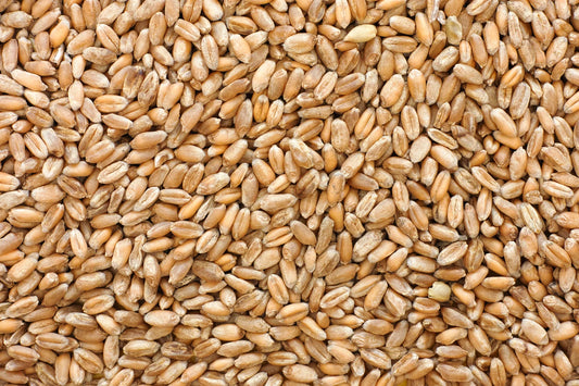 Hard Red Wheat Berries